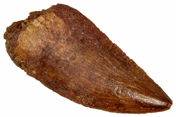 Serrated Raptor Tooth - Real Dinosaur Tooth #332873